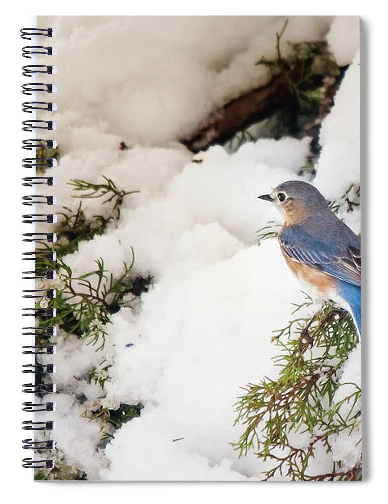 Nature Spiral Notebook featuring the photograph Bluebird On Snow-Laden Cedar by Robert Frederick