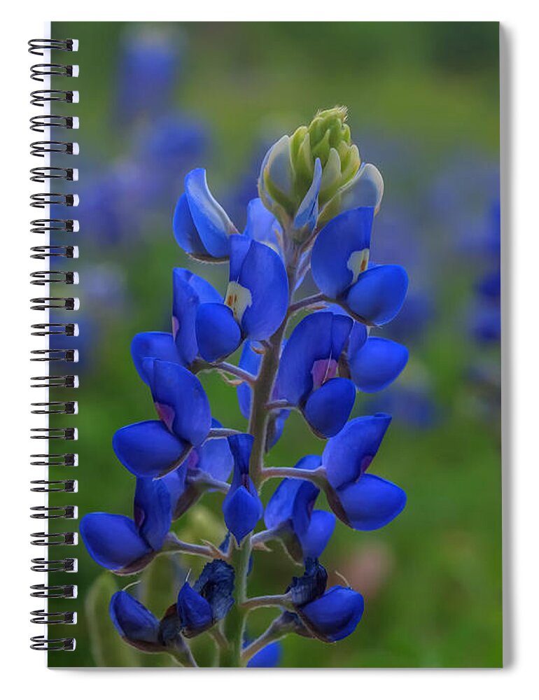 Bluebonnet Bluebonnets Spiral Notebook featuring the photograph Bluebonnet Field by Joshua House