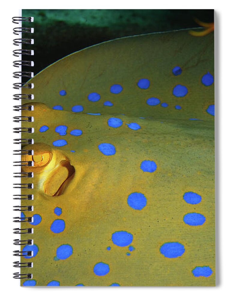 Underwater Spiral Notebook featuring the photograph Bluespotted Ribbontail Ray by Hagai Nativ