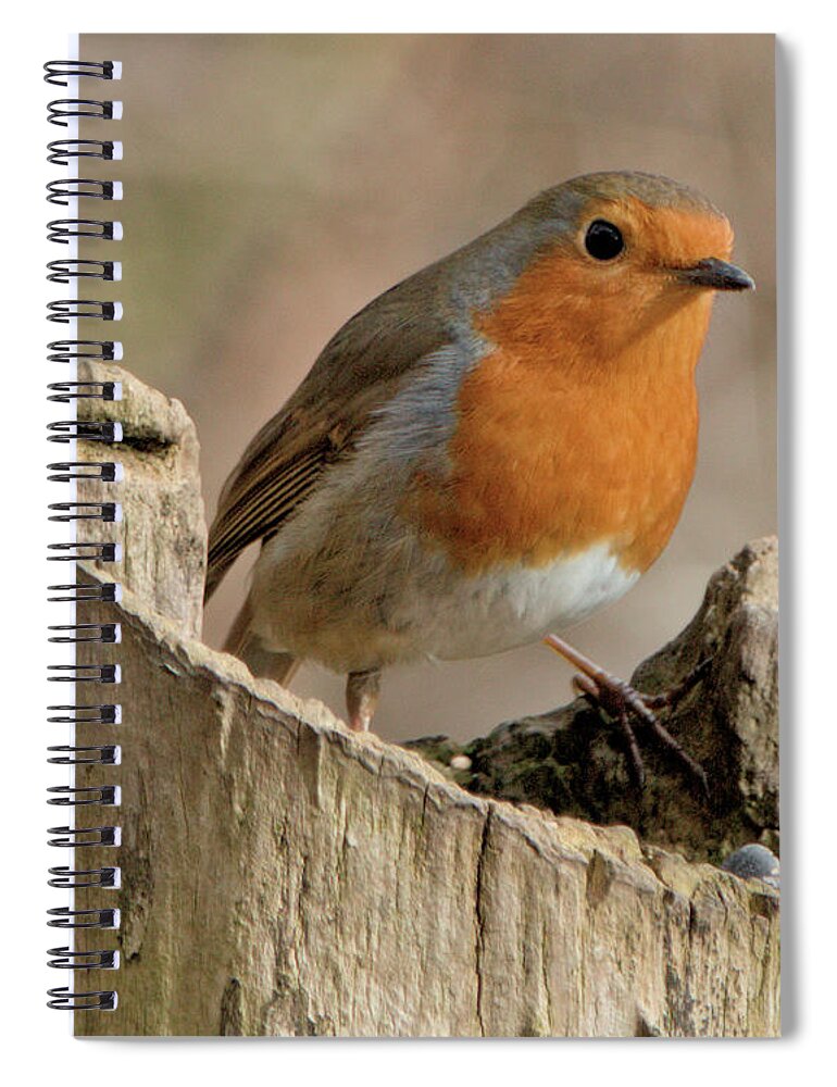 Bird Spiral Notebook featuring the photograph Bobbin Robin by Stephen Melia