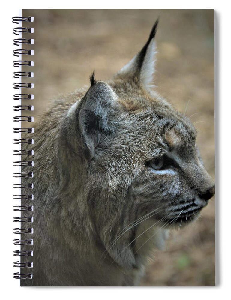 Bobcat Spiral Notebook featuring the photograph Bobcat in Profile by Kathy Kelly