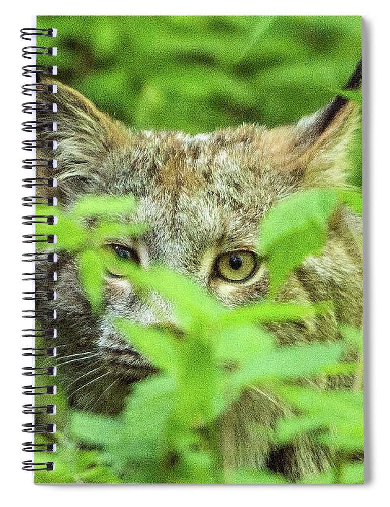 Bobcat Spiral Notebook featuring the photograph Bobcat in the bushes by Timothy Anable