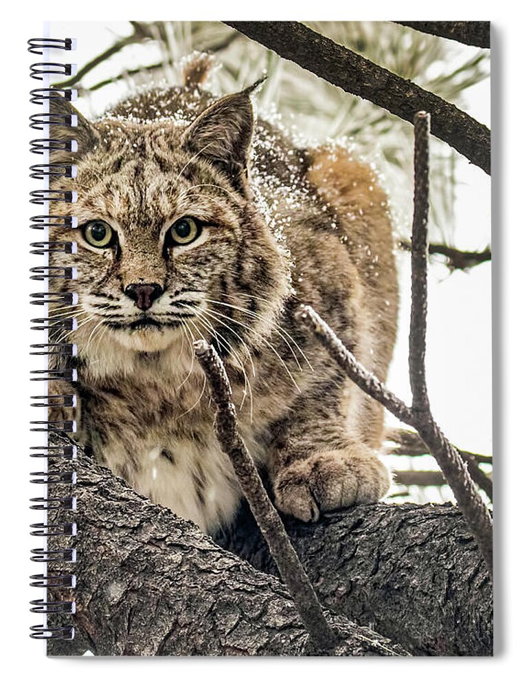 Categories Spiral Notebook featuring the photograph Bobcat in Winter by Dawn Key