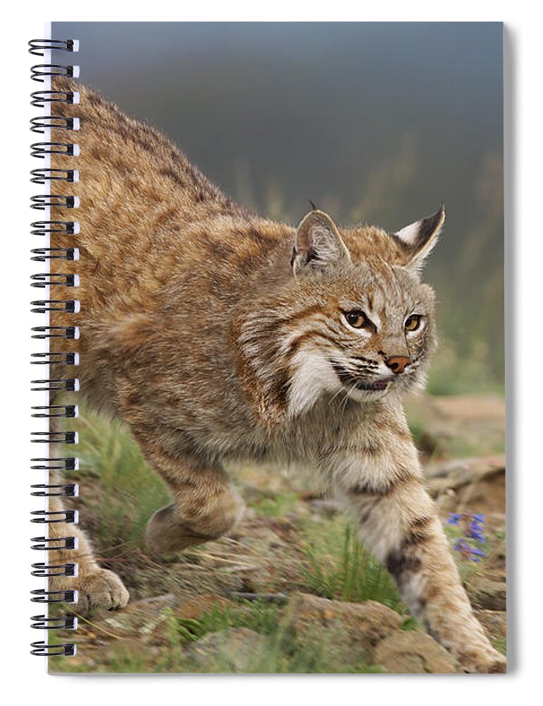00176550 Spiral Notebook featuring the photograph Bobcat Stalking North America by Tim Fitzharris