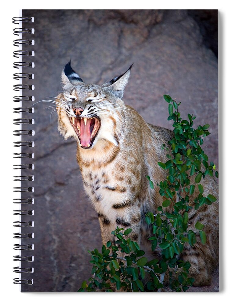 Animal Spiral Notebook featuring the photograph Bobcat Yawn by Randall Ingalls