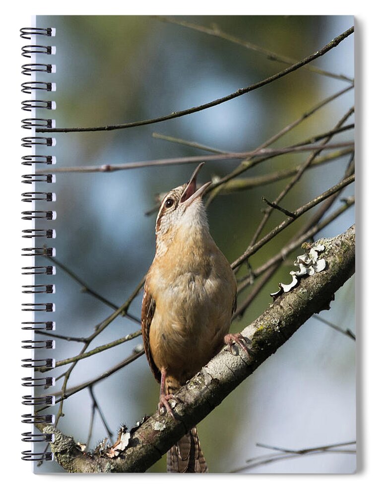 Bird Spiral Notebook featuring the photograph Bobolink Singing by John Benedict