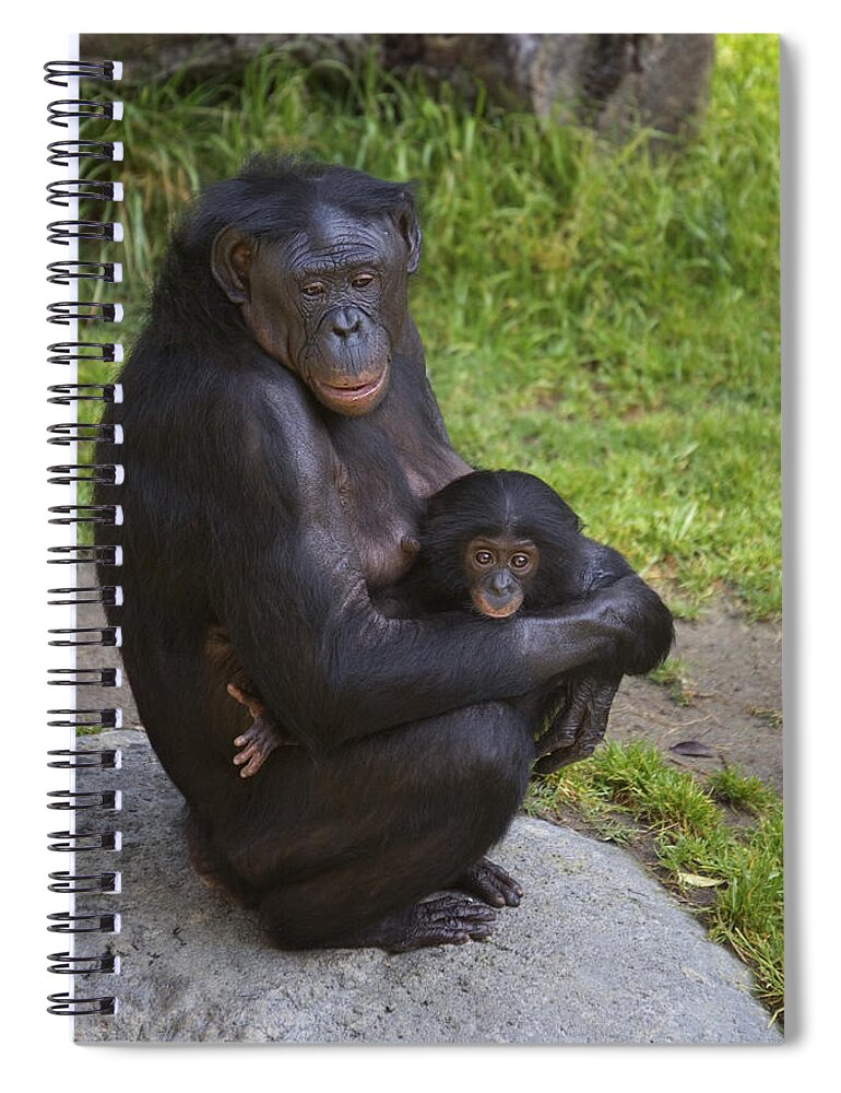 Mp Spiral Notebook featuring the photograph Bonobo Pan Paniscus Mother Cradling by San Diego Zoo