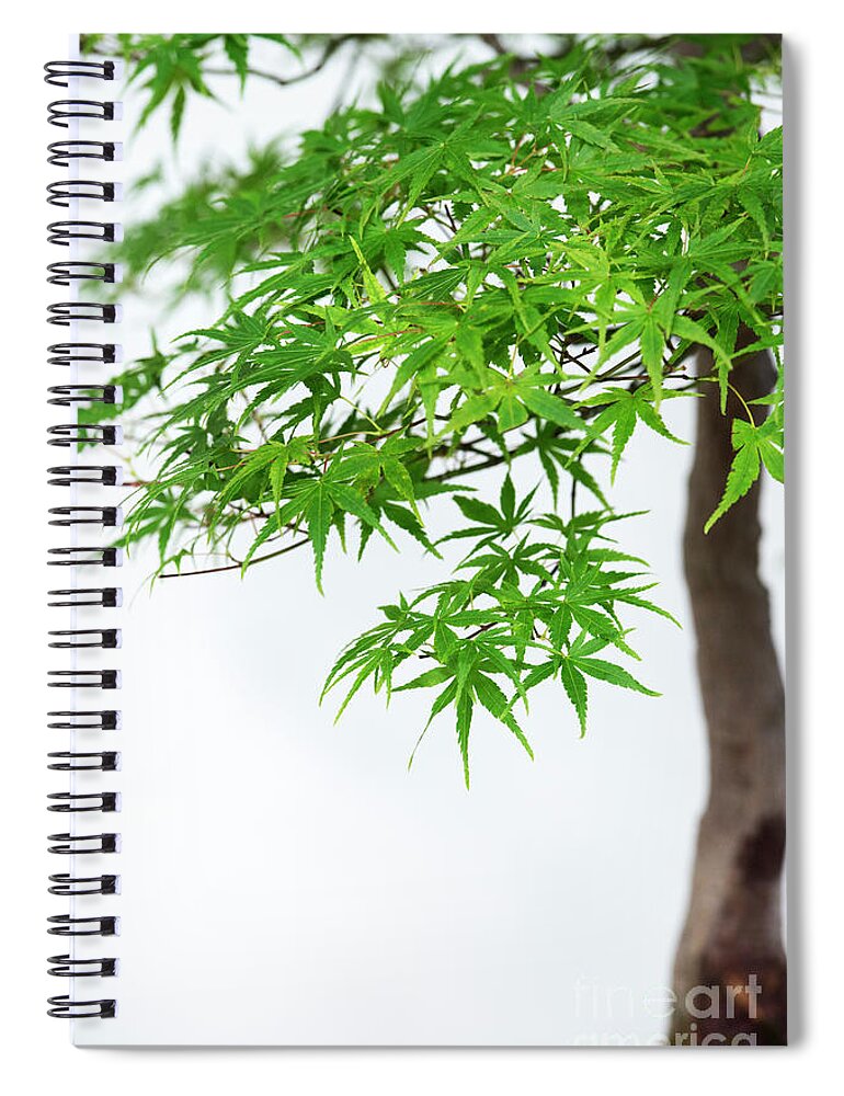 Acer Palmatum Spiral Notebook featuring the photograph Bonsai Acer Tree by Tim Gainey