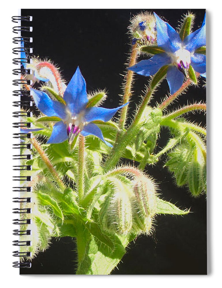 Borage Spiral Notebook featuring the photograph Borage Herb Flowers by Chholing Taha
