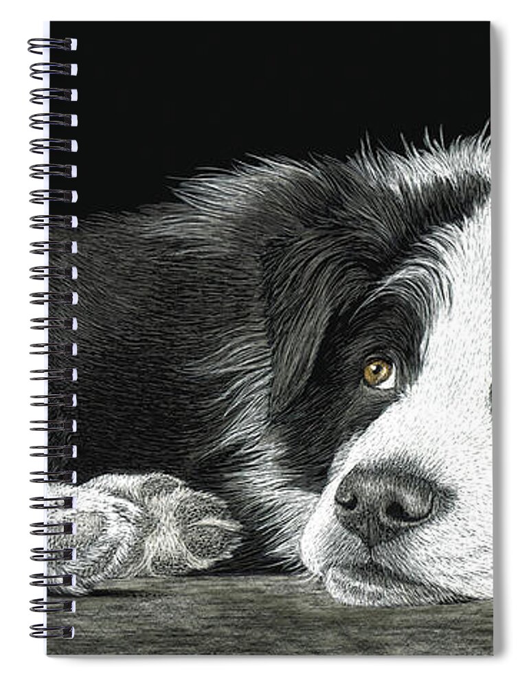 Border Collie Spiral Notebook featuring the drawing Border Collie Pup for Limited Items by Ann Ranlett