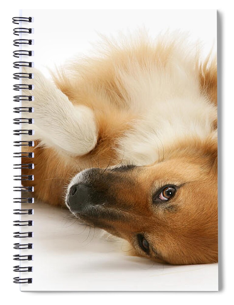 Border Collie Spiral Notebook featuring the photograph Border-line Delinquent by Warren Photographic
