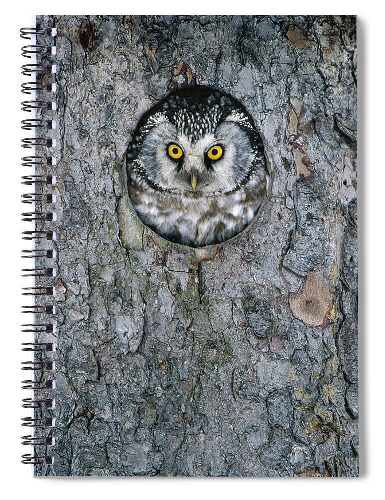 Mp Spiral Notebook featuring the photograph Boreal Owl Aegolius Funereus Peaking by Konrad Wothe