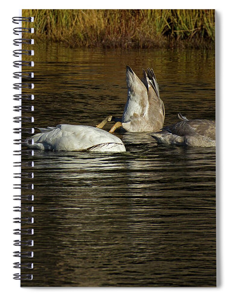 Swan Spiral Notebook featuring the photograph Bottoms Up-Signed-#2313 by J L Woody Wooden