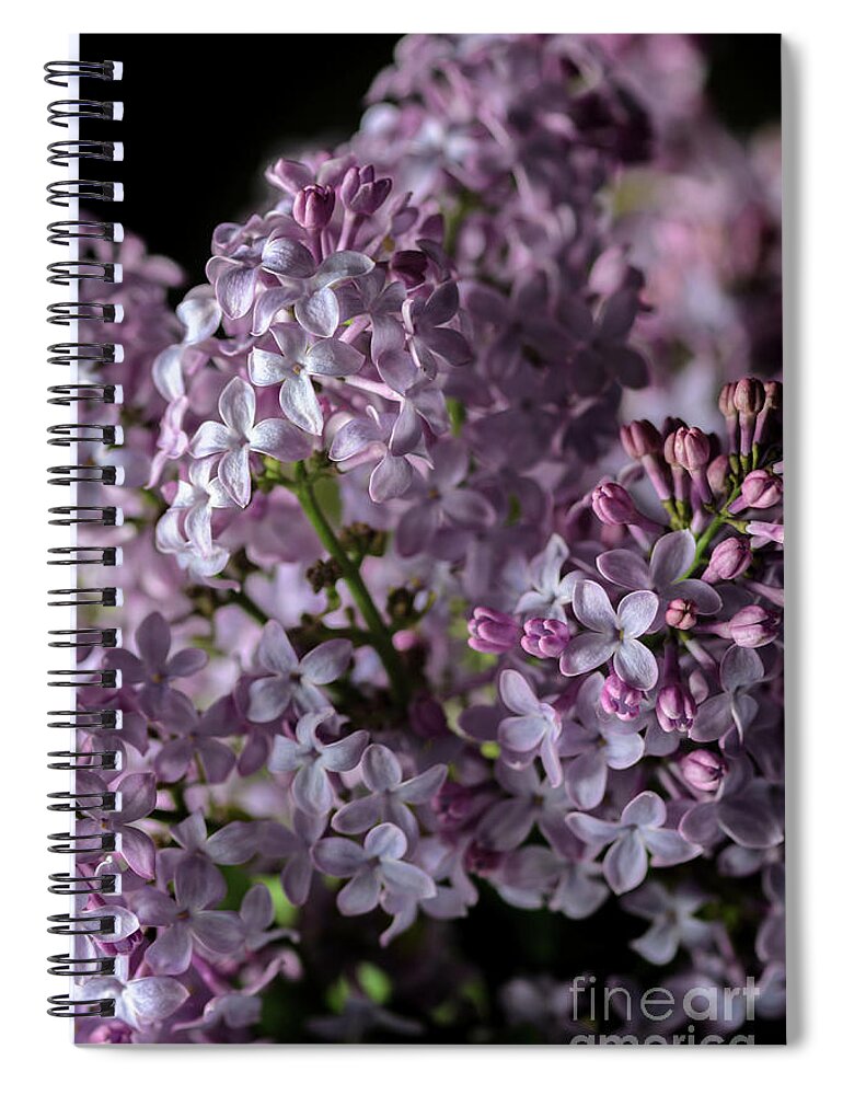 Lilacs Spiral Notebook featuring the photograph Bouquet of Lilacs II by Tamara Becker
