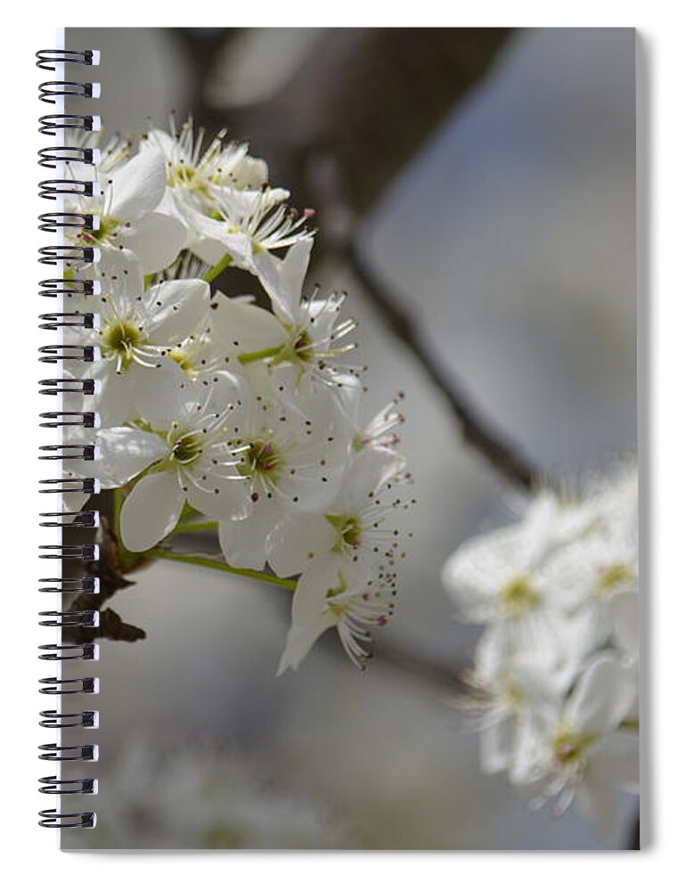 Bradford 15-05 Spiral Notebook featuring the photograph Bradford 15-05 by Maria Urso