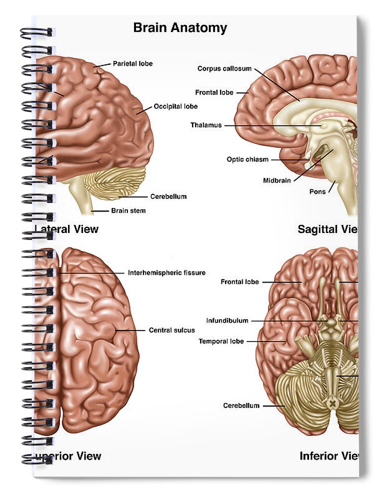 Brain Anatomy Illustration Spiral Notebook