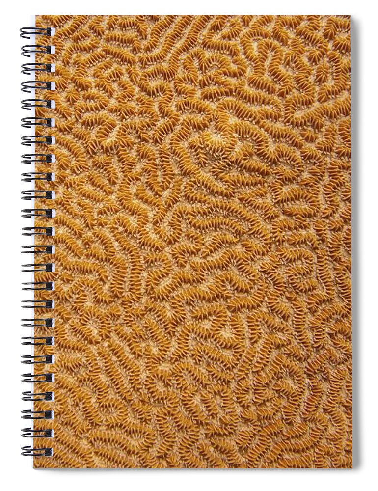 Texture Spiral Notebook featuring the photograph Brain Coral 47 by Michael Fryd