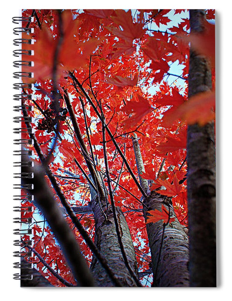 Red Spiral Notebook featuring the photograph Branches of Autumn's Blaze by Cricket Hackmann