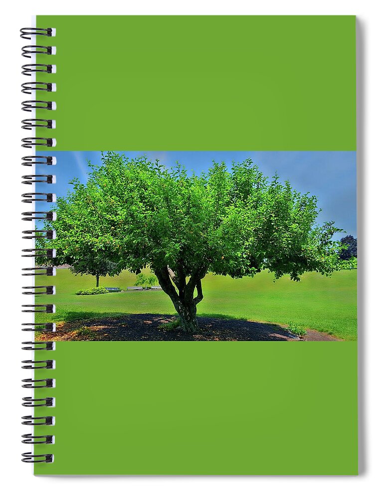 Tree Spiral Notebook featuring the photograph Branching Out by Dani McEvoy