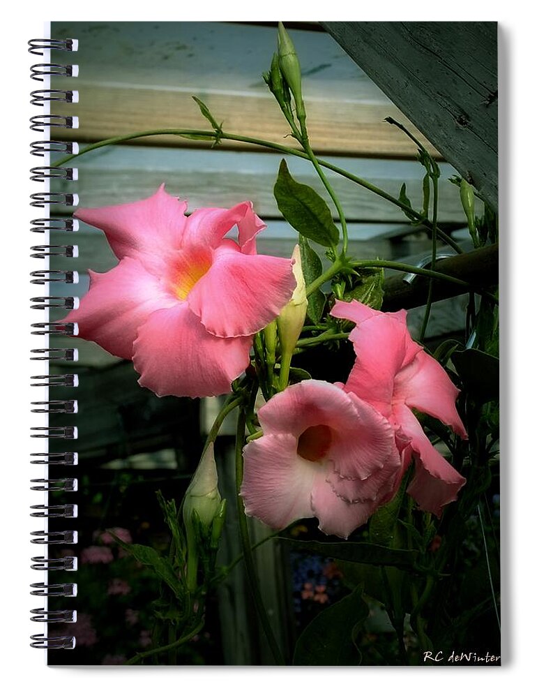  Jasmine Spiral Notebook featuring the photograph Brazilian Beauty by RC DeWinter