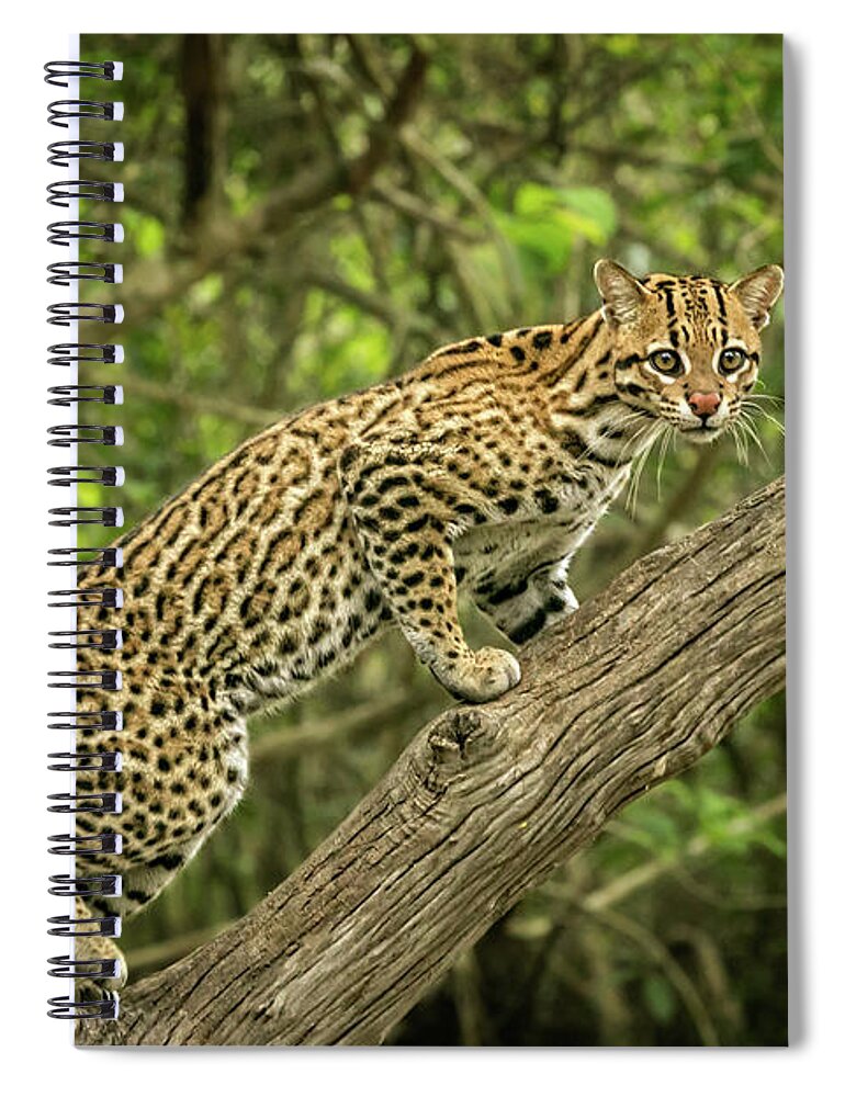 Cat Spiral Notebook featuring the photograph Brazilian Ocelot by Steven Upton
