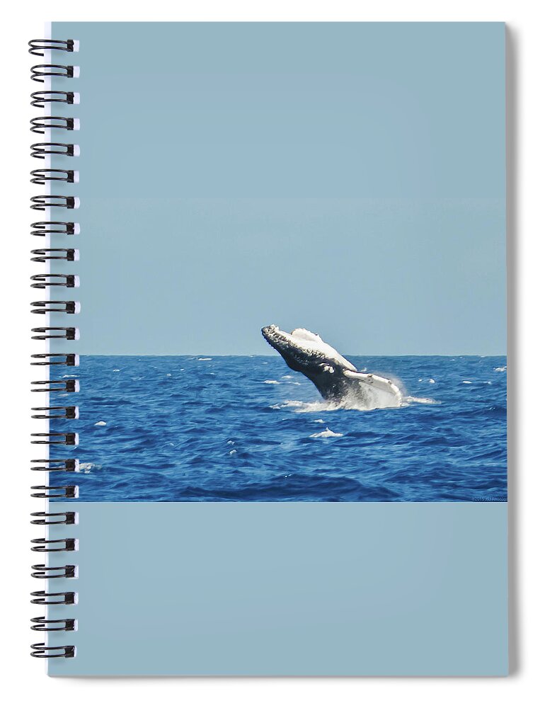 11mar15 Spiral Notebook featuring the photograph Breaching Humpback Off Bermuda by Jeff at JSJ Photography