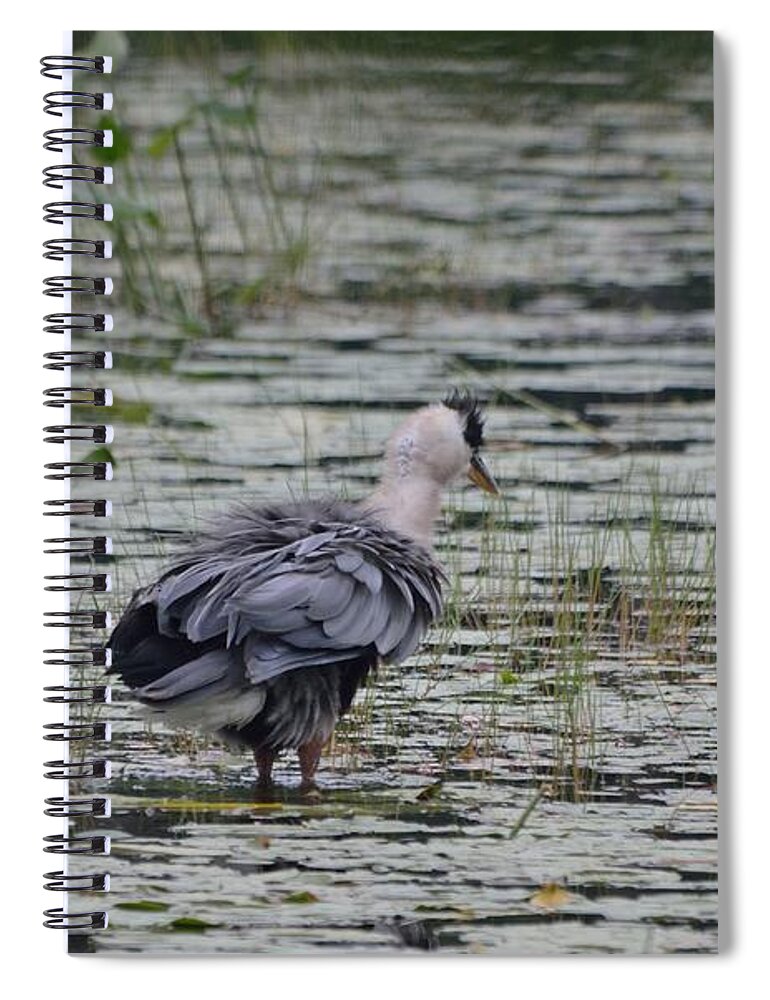 Great Blue Heron Spiral Notebook featuring the photograph Breezy Blue- Great Blue Heron by David Porteus