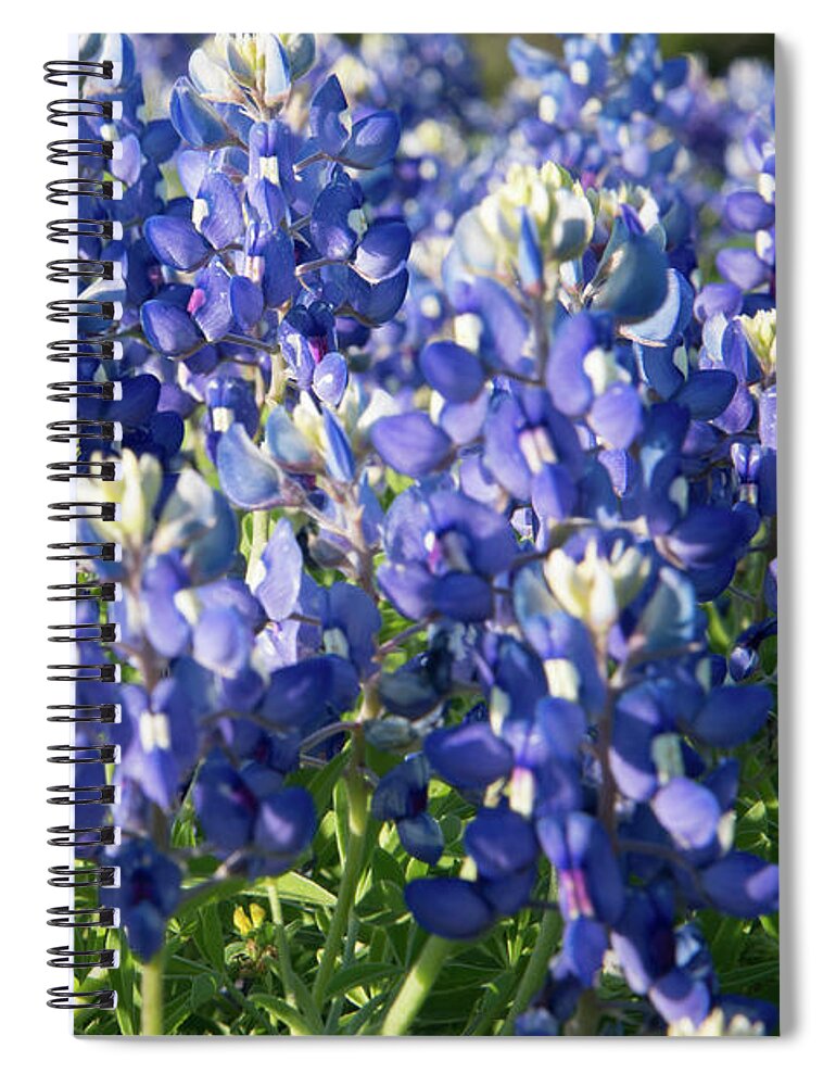 Bluebonnet Spiral Notebook featuring the photograph Bright Bluebonnets by Frank Madia