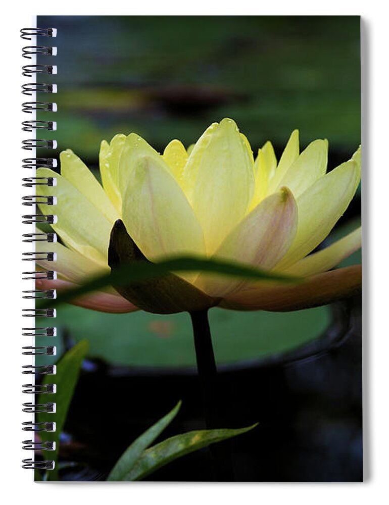 Bright Lemon Water Lily Spiral Notebook featuring the photograph Bright Lemon Water Lily by Bonnie Follett