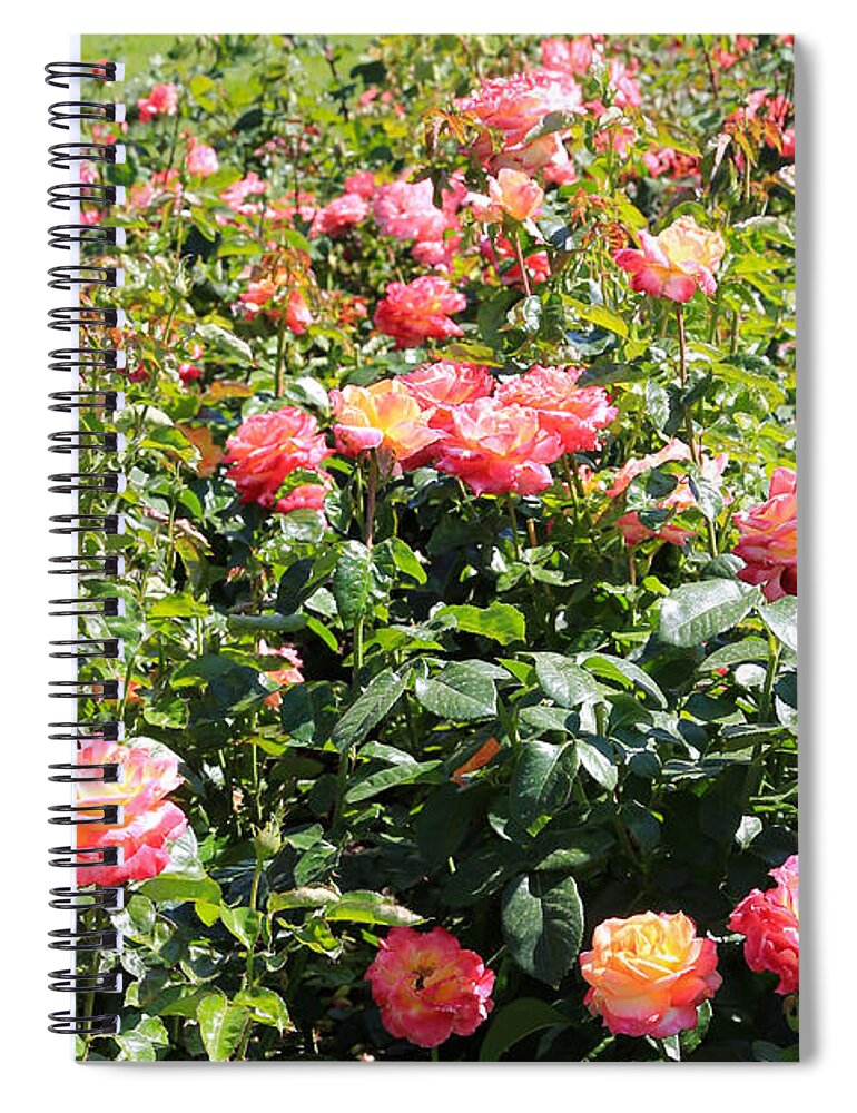 Rose Spiral Notebook featuring the photograph Bright Rose Garden by Carol Groenen