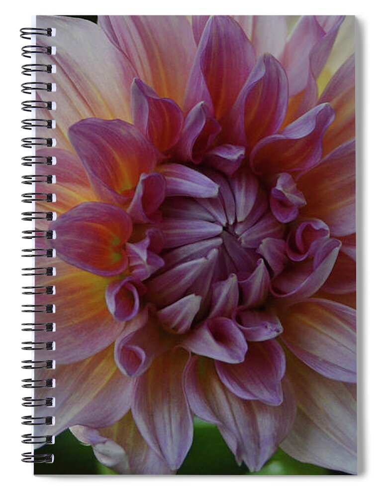 Dahlia Spiral Notebook featuring the photograph Brilliance of a Dahlia by Debby Pueschel
