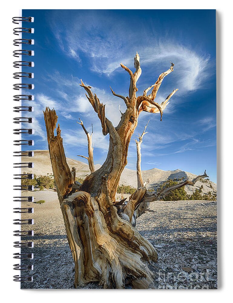Bristlecone Pine Tree Spiral Notebook featuring the photograph Bristlecone Pine by Jennifer Magallon