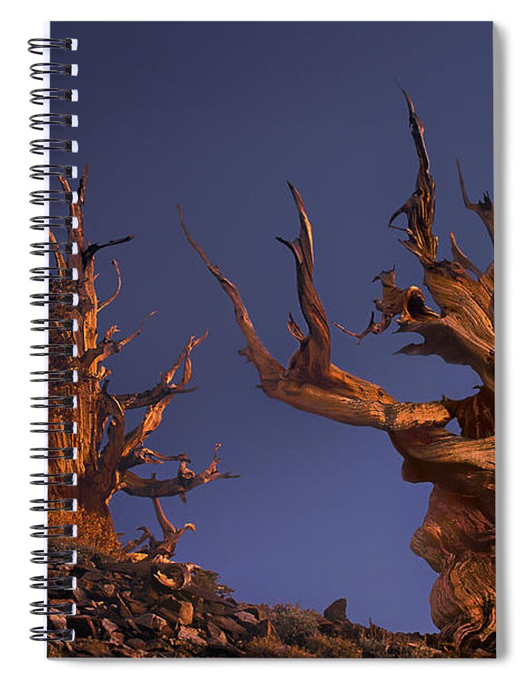 Bristlecone Pine Spiral Notebook featuring the photograph Bristlecone Pines at Sunset with a Rising Moon by Dave Welling