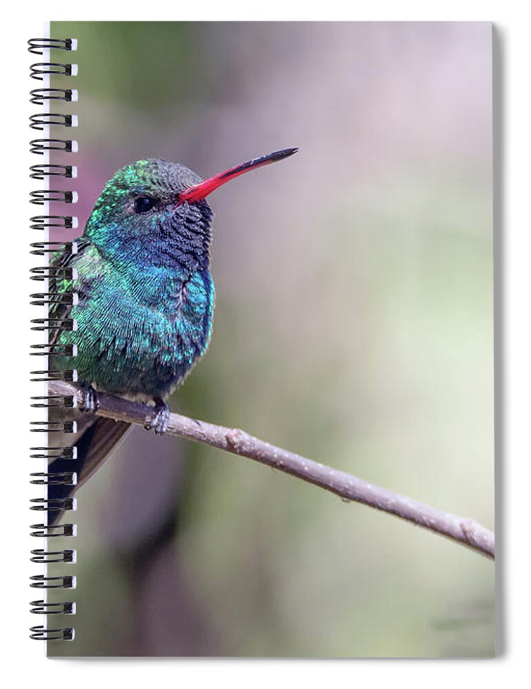 Broad-billed Spiral Notebook featuring the photograph Broad-billed Hummingbird 2008-031718-1cr by Tam Ryan