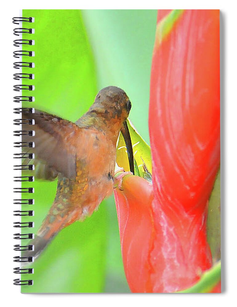 Heliconia Spiral Notebook featuring the photograph Bronzy Hermit on Heliconia by Ted Keller