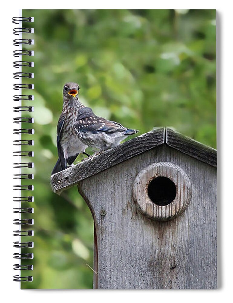 Bluebird Spiral Notebook featuring the photograph Brother from another Mother by Jackson Pearson