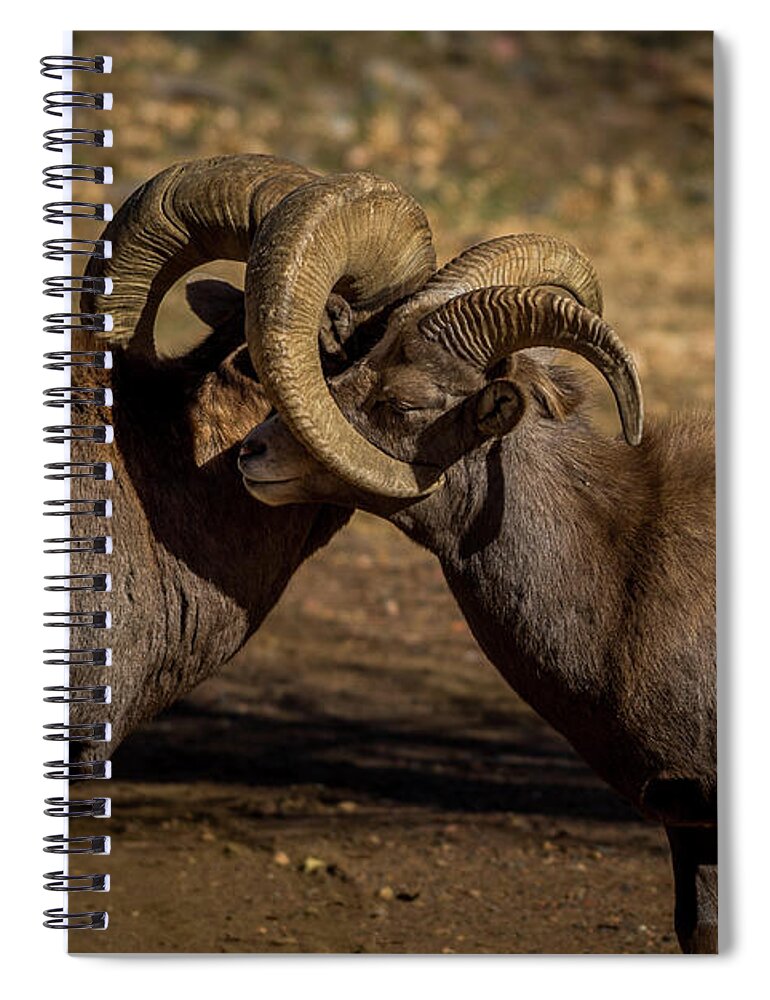 Rams Spiral Notebook featuring the photograph Brotherly Love by Gary Kochel