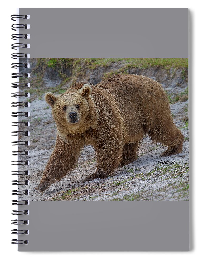 Brown Bear Spiral Notebook featuring the photograph Brown Bear 3 by Larry Linton