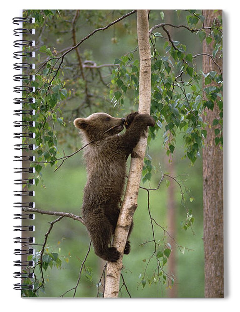 Mp Spiral Notebook featuring the photograph Brown Bear Ursus Arctos Cub Climbing by Konrad Wothe