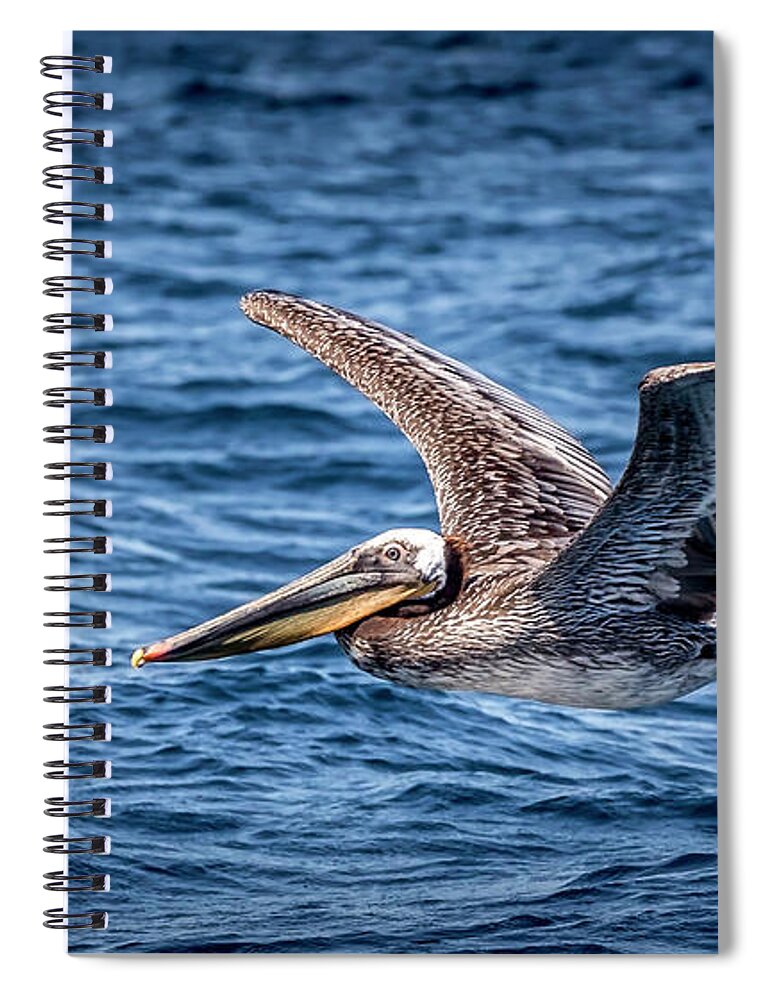 Brown Pelican Spiral Notebook featuring the photograph Brown Pelican 5 by Endre Balogh
