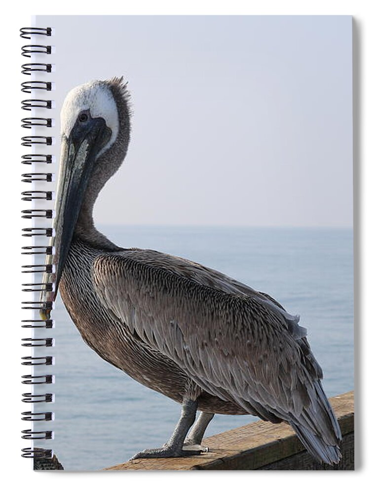 Brown Pelican Spiral Notebook featuring the photograph Brown Pelican by Christy Pooschke