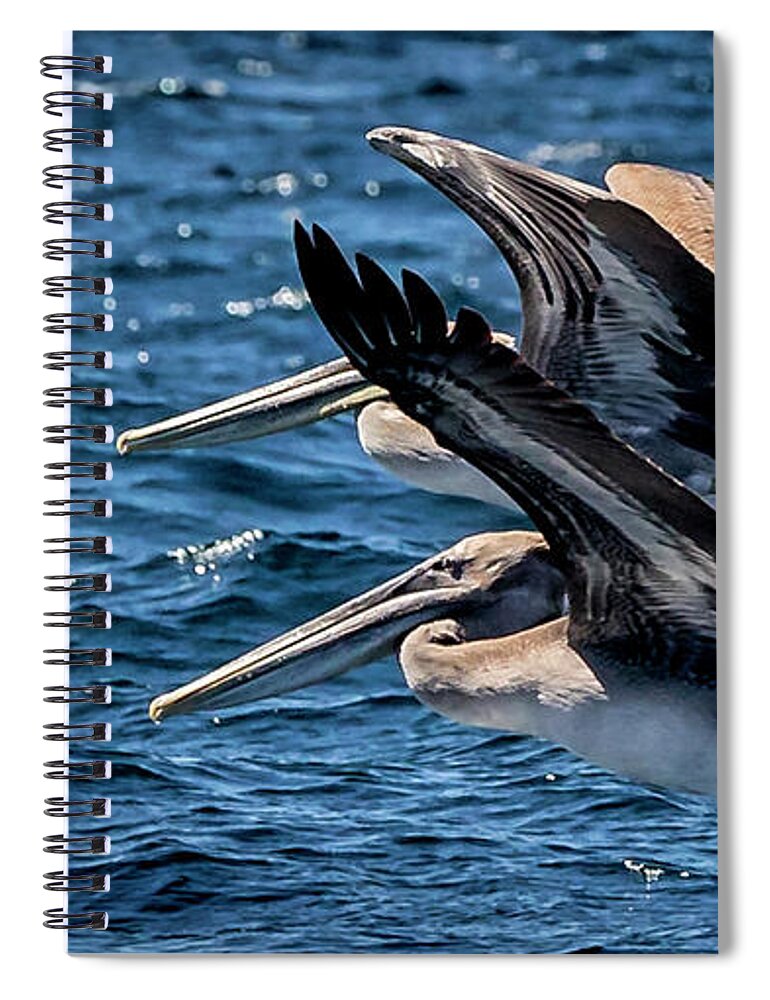 Brown Pelican Spiral Notebook featuring the photograph Brown Pelicans by Endre Balogh