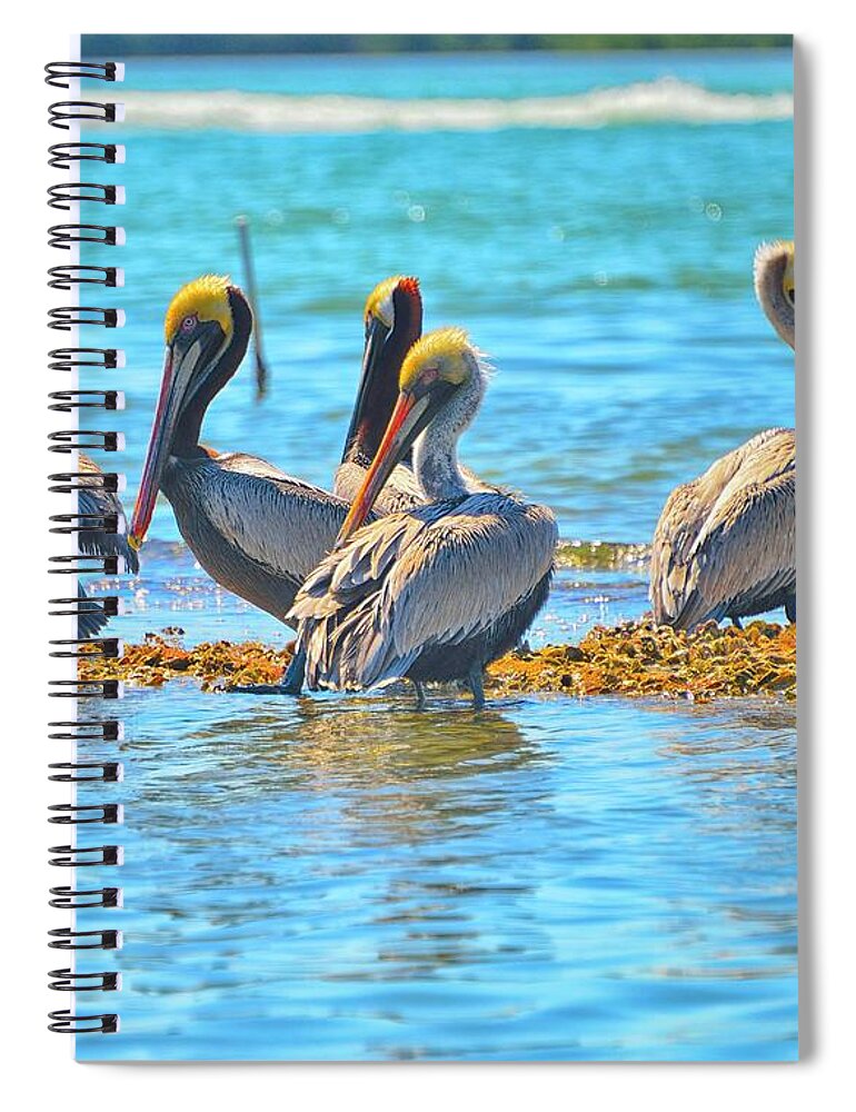Englwood Florida Spiral Notebook featuring the photograph Brunch by Alison Belsan Horton