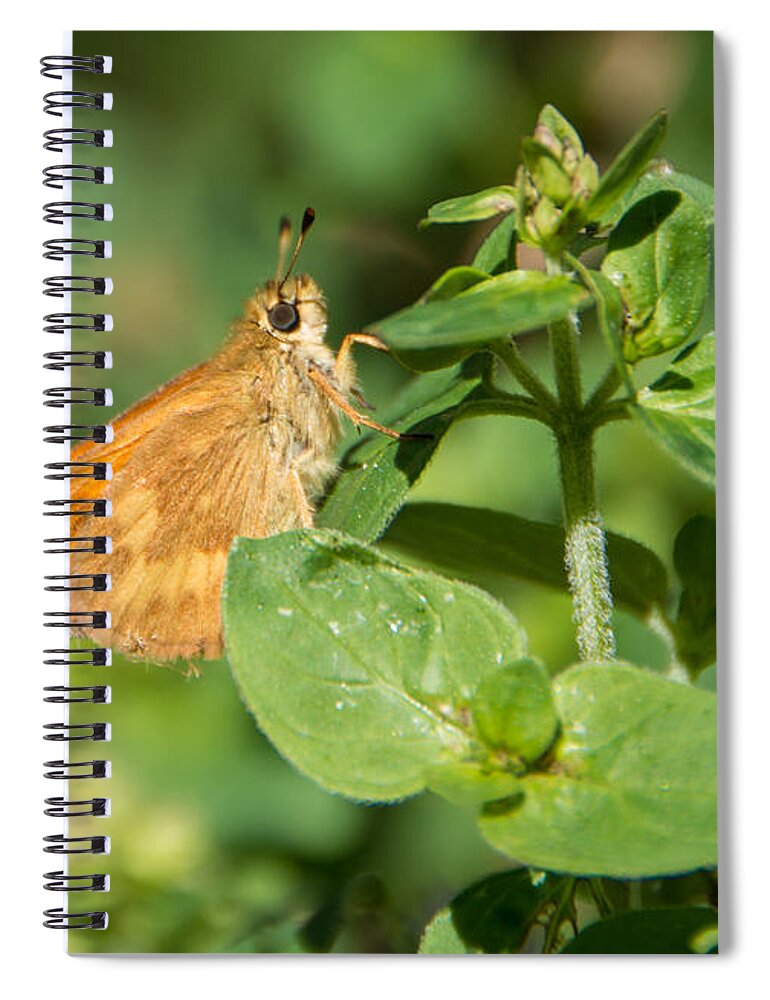 Woodland Skipper Butterfly Spiral Notebook featuring the photograph Woodland Skipper Butterfly 5 by Marilyn Wilson
