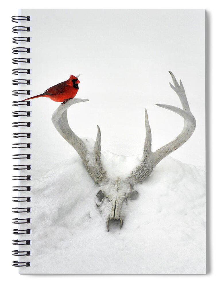 Nature Spiral Notebook featuring the photograph Buck And Cardinal by Garrett Sheehan
