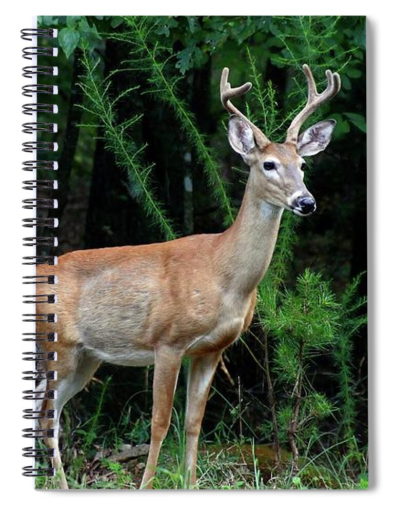 Buck Deer Spiral Notebook featuring the photograph Buck by Jerry Battle