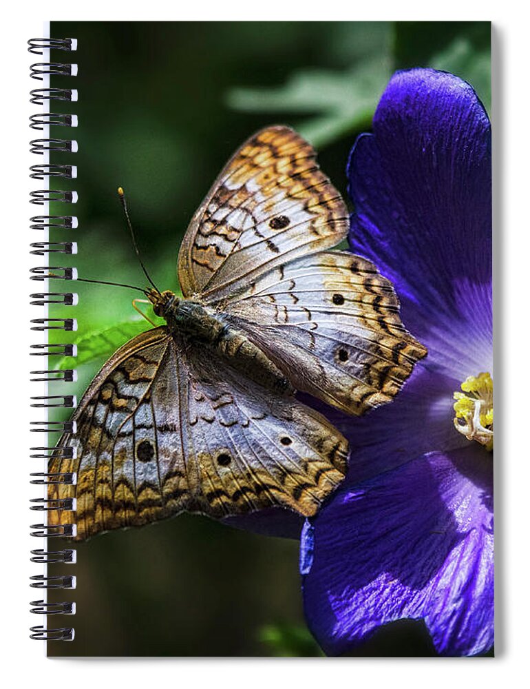 White Peacock Butterfly Spiral Notebook featuring the photograph White Peacock Butterfly on Purple Flower by Saija Lehtonen