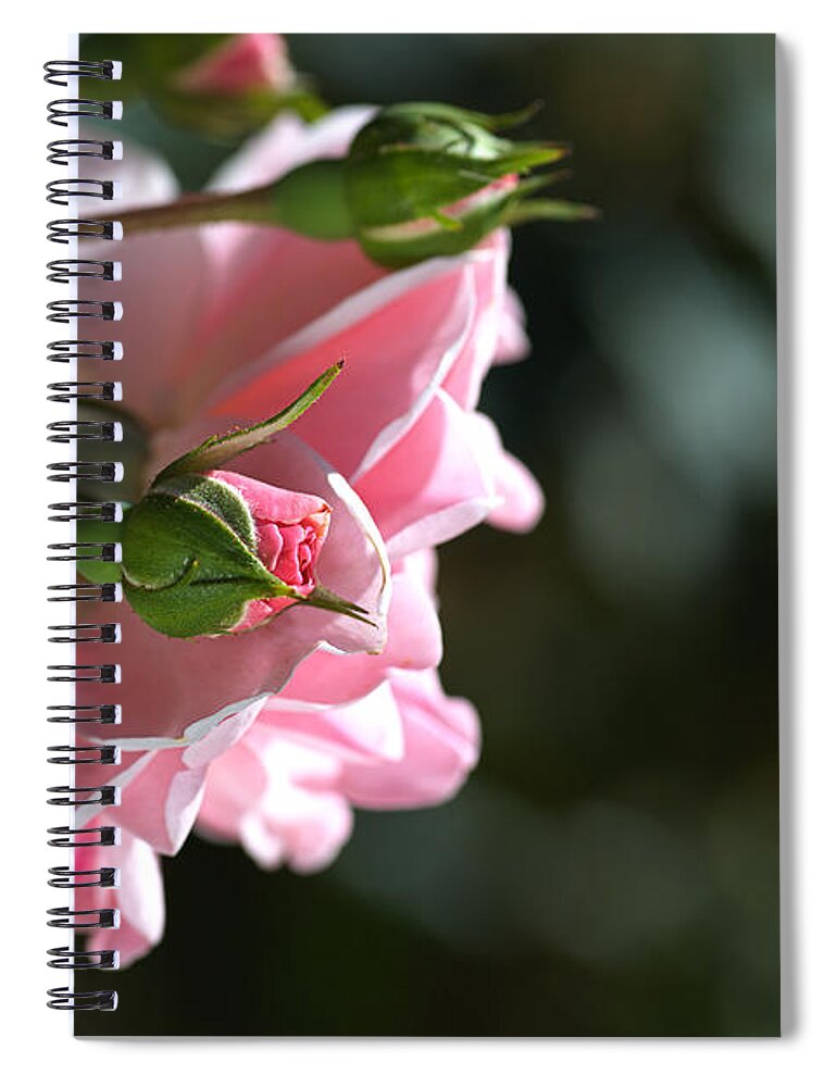 Mary Mackillop Rose Variety Spiral Notebook featuring the photograph Bud With Parent Rose by Joy Watson