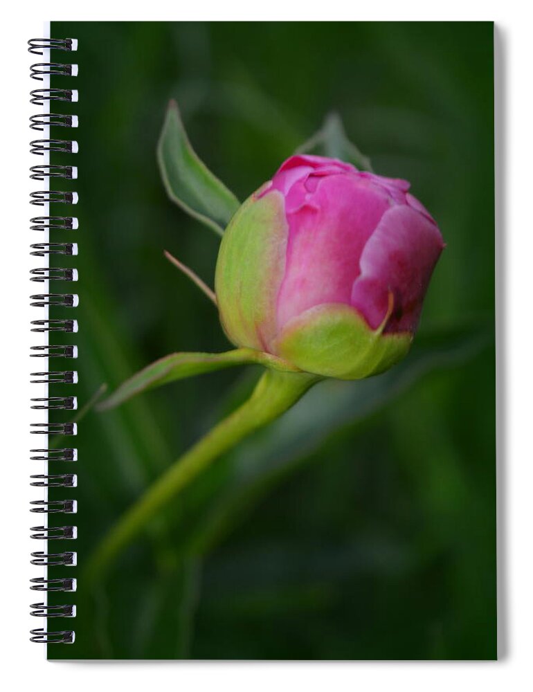  Spiral Notebook featuring the photograph Budding Peony by Kimberly Woyak