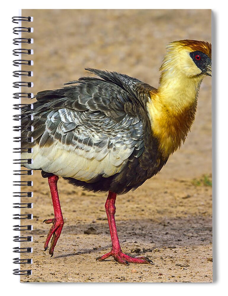 Buff-necked Ibis Spiral Notebook featuring the photograph Buff-necked Ibis by Tony Beck
